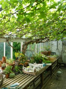 ts-200391680-001_vines-growing-in-greenhouse_s3x4