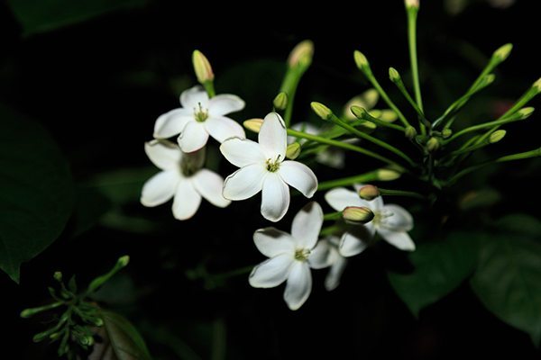 Jasmine at night in the conservatory