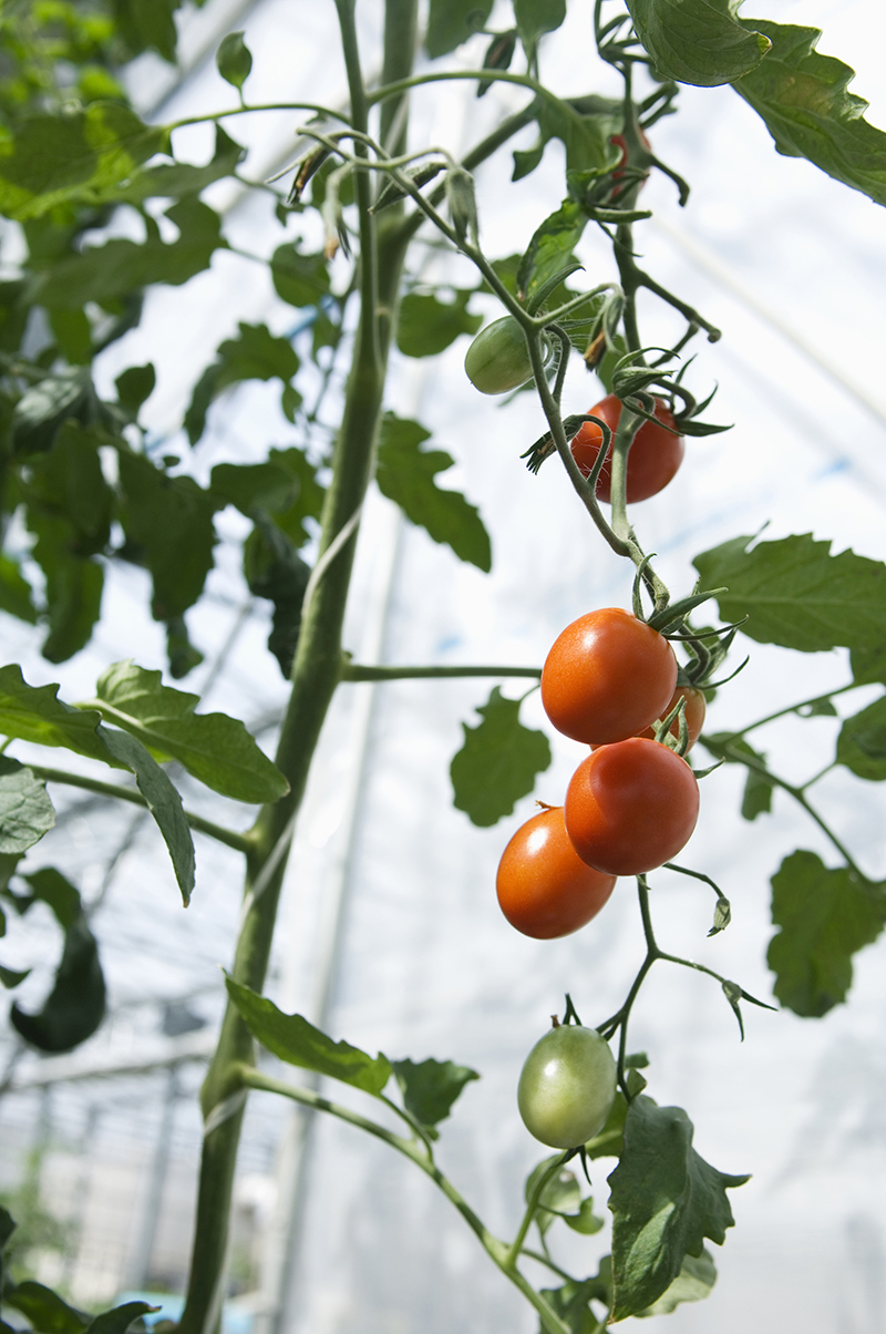 The perfect environment in a greenhouse or conservatory produces perfect tomatoes.